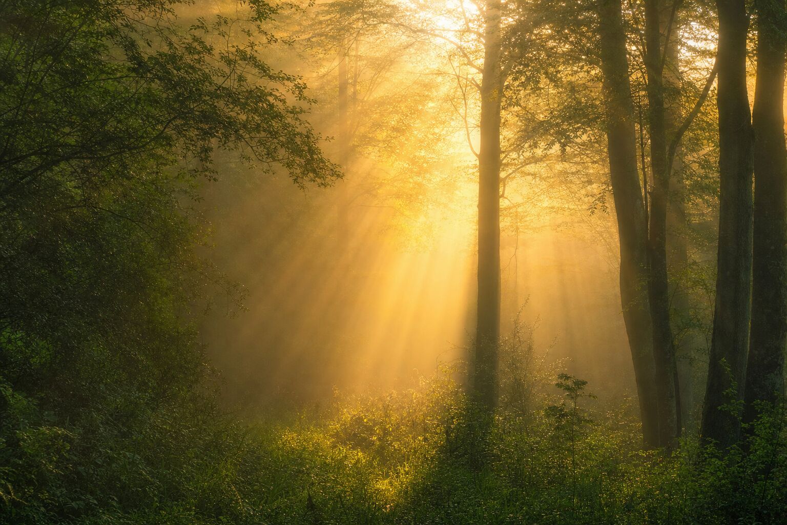 Golden light streaming through misty Pacific Northwest forest